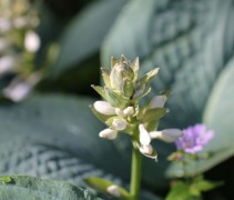 Hosta sieboldiana 'Elegans'
