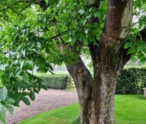 Juglans Regia