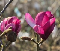 Magnolia 'Starburst' - Magnolia 'Starburst' - maart