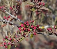 Malus 'Profusion' - Sierappel - 1