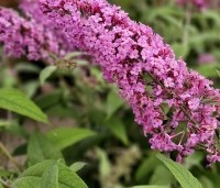 Buddleja davidii 'Pink Delight' - Vlinderstruik 'Pink Delight' - 1