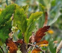 Quercus x turneri 'Pseudoturneri' - Semi- wintergroene eik 'Pseudoturneri' - 4