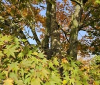 Acer palmatum - Japanse Esdoorn - 7