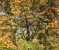 Acer palmatum - Japanse Esdoorn - 6