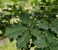 Quercus petraea - Wintereik - 1