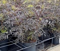Sambucus nigra 'Black Lace' - Gewone vlier 'Black Lace' - 1