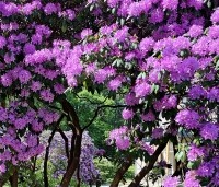 Rhododendron 'Catawbiense Grandiflorum' - Rododendron 'Catawbiense Grandiflorum' - 3