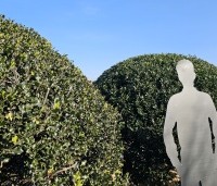 Ilex meserveae 'Blue Angel' - Blauwe hulst - 4