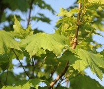 Acer Rubrum