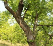 Castanea Sativa