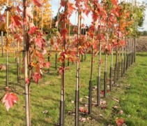 Esdoorn Autumn Blaze op onze boomkwekerij! Uw bezoek zeker waard.