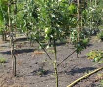 Malus domestica 'James Grieve'