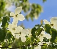 Cornus 'Norman Hadden' - Japanse grootbloemige kornoelje 'Norman Hadden' - 3