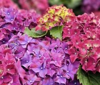 Hydrangea Forever & Ever Purple - Hortensia Forever & Ever Purple - 1