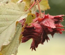 Corylus avellana 'Rode Zellernoot' 