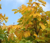 herfstgeel van de Cladastris kentukea