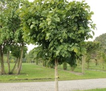 Maackia amur