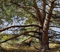 Pinus sylvestris - Grove den - Vliegden
