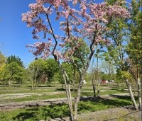 Malus floribunda - Sierappel - 5