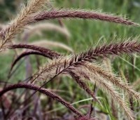 Pennisetum setaceum 'Fireworks' - Lampenpoetsersgras 'Fireworks' - 2