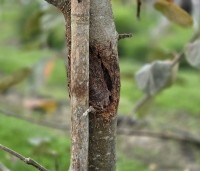 Malus dom. 'Schone van Boskoop' - Malus dom. 'Schone van Boskoop' - voorbeeld vruchtboomkanker