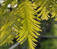 Metasequoia glyptostroboides 'Gold Rush' - Chinese Moerascipres 'Gold Rush' - 2