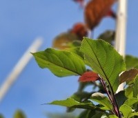 Paulownia tomentosa 'Hulsdonk' - Anna Paulownaboom 'Hulsdonk' - 1