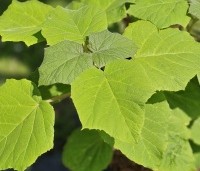 Paulownia tomentosa 'Hulsdonk' - Anna Paulownaboom 'Hulsdonk' - 2