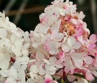 Hydrangea paniculata 'Vanille Fraise' - Pluimhortensia 'Vanille Fraise' - 1