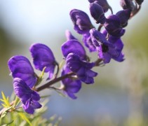 Aconitum 'Arendsii' paars blauwe bloesem in beginstadium