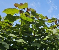 Catalpa erubescens 'Purpurea' - Purperkleurige trompetboom - 1