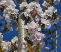 Prunus serrulata 'Sunset Boulevard' - Japanse Sierkers - 11