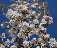 Prunus serrulata 'Sunset Boulevard' - Japanse Sierkers - 9
