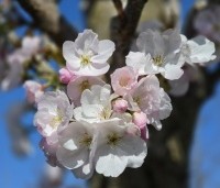 Prunus serrulata 'Sunset Boulevard' - Japanse Sierkers - 8