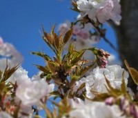 Prunus serrulata 'Sunset Boulevard' - Japanse Sierkers - 10