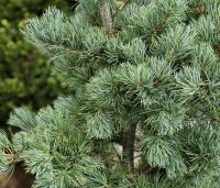 Pinus parviflora 'Tempelhof' - Japanse witte den 'Tempelhof' - 1