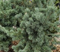 Pinus parviflora 'Tempelhof' - Japanse witte den 'Tempelhof' - 2