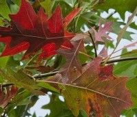 Quercus palustris - Moeraseik - 4