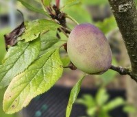 Prunus dom. 'Reine Claude d'Althan' - Prunus dom. 'Reine Claude d'Althan' - 1