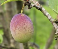 Prunus dom. 'Reine Claude d'Althan' - Prunus dom. 'Reine Claude d'Althan' - onrijpe pruim juli