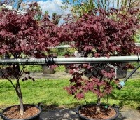 Acer palmatum 'Black Lace' - Japanse esdoorn Black Lace - 1