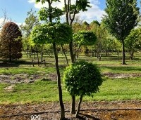 Carpinus betulus - Haagbeuk - tuinbonsai  bollen gesnoeid