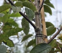 Prunus padus - Europese vogelkers - 1