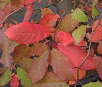 Nyssa sylvatica - Zwarte tulepoboom - 1