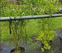 Poncirus trifoliata - Wilde citrus - 3