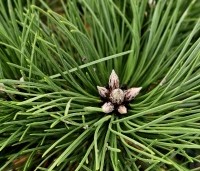 Pinus nigra 'Nana' - Oostenrijkse dwergden - 4