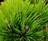 Pinus nigra 'Nana' - Oostenrijkse dwergden - 5