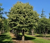 Tilia cordata 'Böhlje' - Winterlinde 'Böhlje' - snoeivorm tot bol