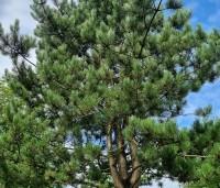 Pinus nigra 'Nigra' - Oostenrijkse den - 1