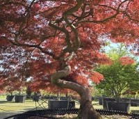 Acer palmatum 'Garnet' - Japanse esdoorn 'Garnet' - 1